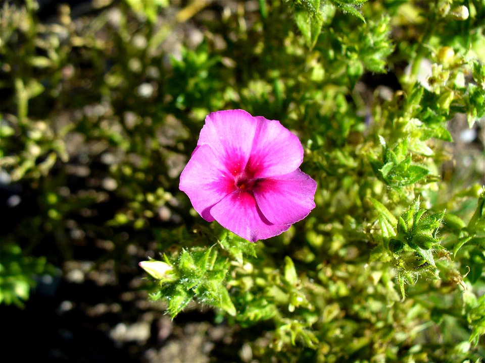 I am the originator of this photo. I hold the copyright. I release it to the public domain. This photo depicts a flower, probably of Phlox drummondii.