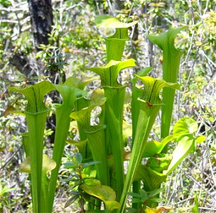 Description: Sarracenia oreophila 

Photo taken by: Noah Elhardt