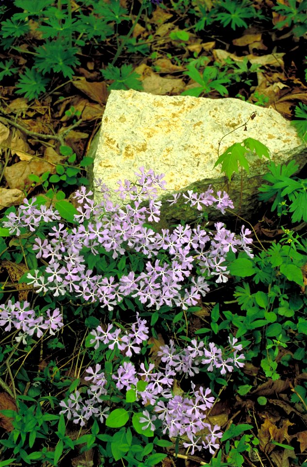 Image title: Purple flowers by a rock
Image from Public domain images website, http://www.public-domain-image.com/full-image/flora-plants-public-domain-images-pictures/flowers-public-domain-images-pic