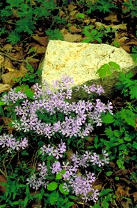 Image title: Purple flowers by a rock Image from Public domain images website, http://www.public-domain-image.com/full-image/flora-plants-public-domain-images-pictures/flowers-public-domain-images-pic photo