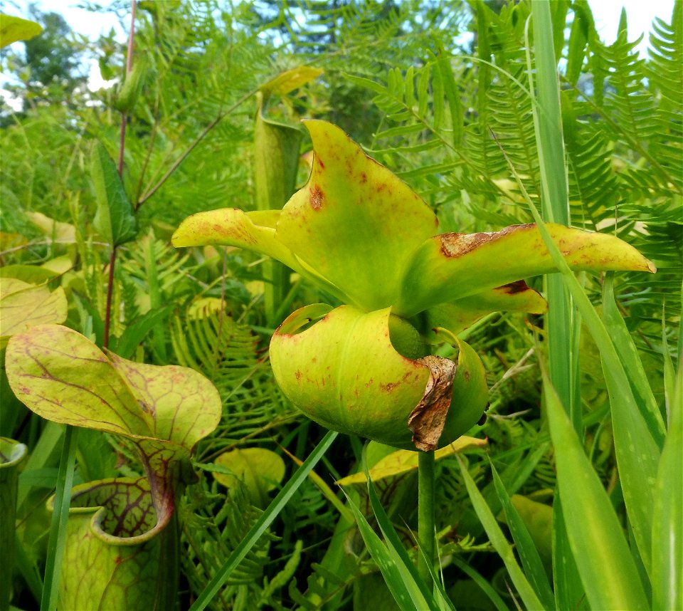 Sarracenia oreophila, open boggy swale near Little River in DeSoto State Park, DeKalb County, Alabama.