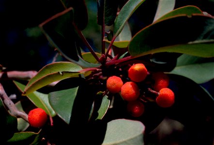 Image title: Texas madrone or marina strawberry tree plant fruits arbutus xalapensis
Image from Public domain images website, http://www.public-domain-image.com/full-image/flora-plants-public-domain-i
