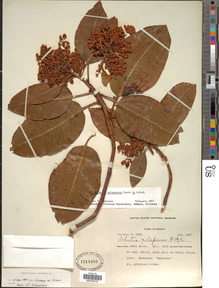 Botanical specimen of Arbutus xalapensis Kunth. 
Plantae Dicotyledonae Ericales Ericaceae. 

Real Alto, Sierra Madre Occidental., Jalisco, Mexico, North America - Neotropics. Ynes Mexia, Collector.