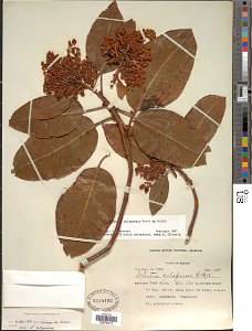 Botanical specimen of Arbutus xalapensis Kunth. 
Plantae Dicotyledonae Ericales Ericaceae. 

Real Alto, Sierra Madre Occidental., Jalisco, Mexico, North America - Neotropics. Ynes Mexia, Collector.