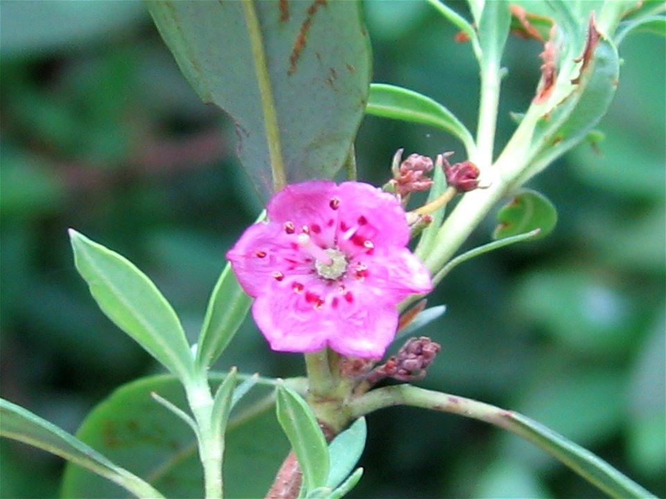Blüte einer Kalmia angustifolia im Kolshorner Moor (gelegen im Landschaftsschutzgebiet „Altwarmbüchener Moor/Ahltener Wald“)
