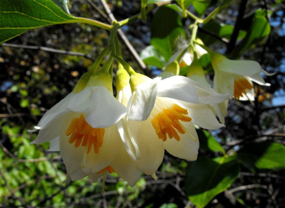 Styrax officinalis at Rancho Santa Ana Botanic Garden in Claremont, California, USA. Identified by sign.