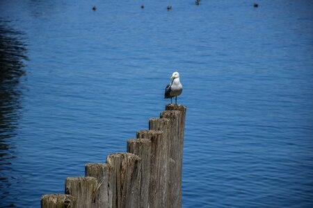 River lake seagull photo