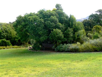 Sideroxylon inerme or White Milkwood tree. Cape Town. photo