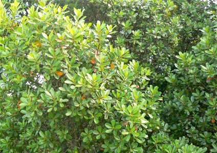 Detail of the foliage of the White Milkwood. Sideroxylon inerme. Cape Town.