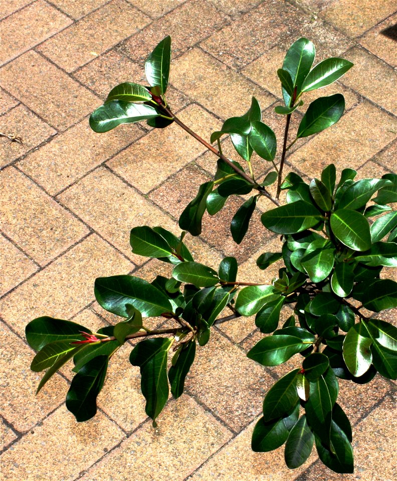 Sideroxylon inerme or the White Milkwood tree of South Africa. Foliage of juvenile tree.