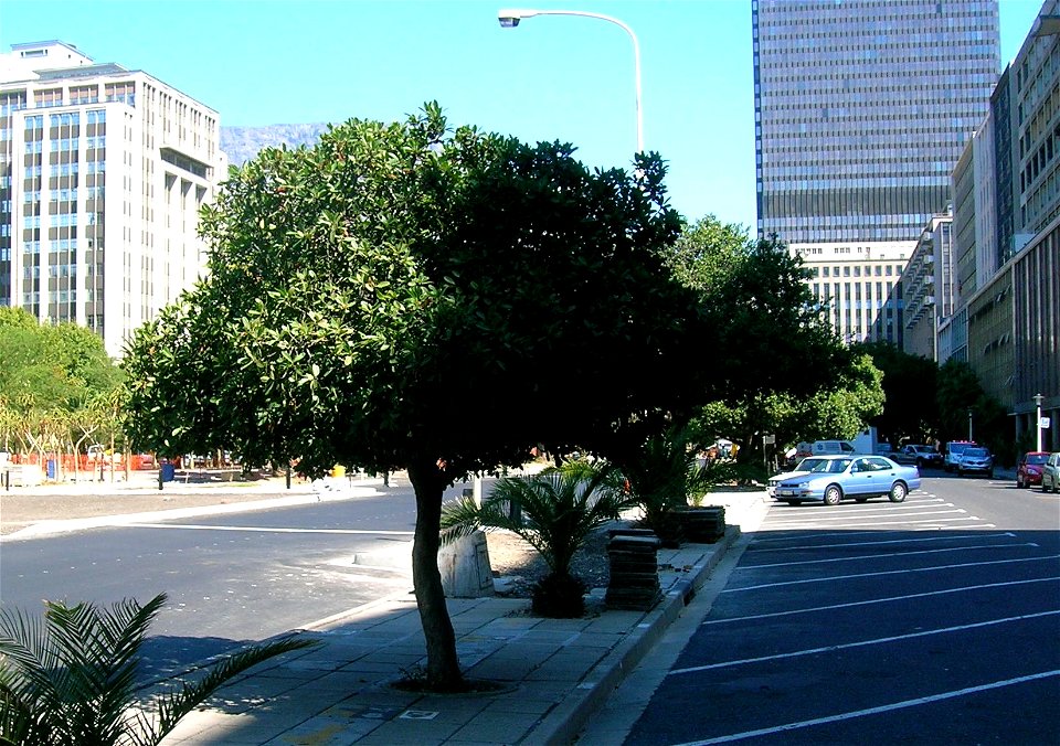 Sideroxylon inerme. Indigenous White Milkwood Trees used for city landscaping in Cape Town.