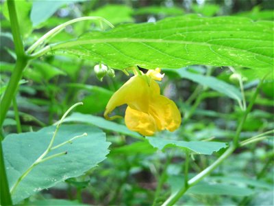 Großes Springkraut oder Rühr-mich-nicht-an (Impatiens noli-tangere) im Naturschutzgebiet „Steinbachtal / Netzbachtal“