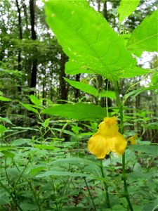 Großes Springkraut (Impatiens noli-tangere) im Naturschutzgebiet „Steinbachtal / Netzbachtal“