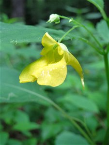 Großes Springkraut (Impatiens noli-tangere) im Naturschutzgebiet „Steinbachtal / Netzbachtal“