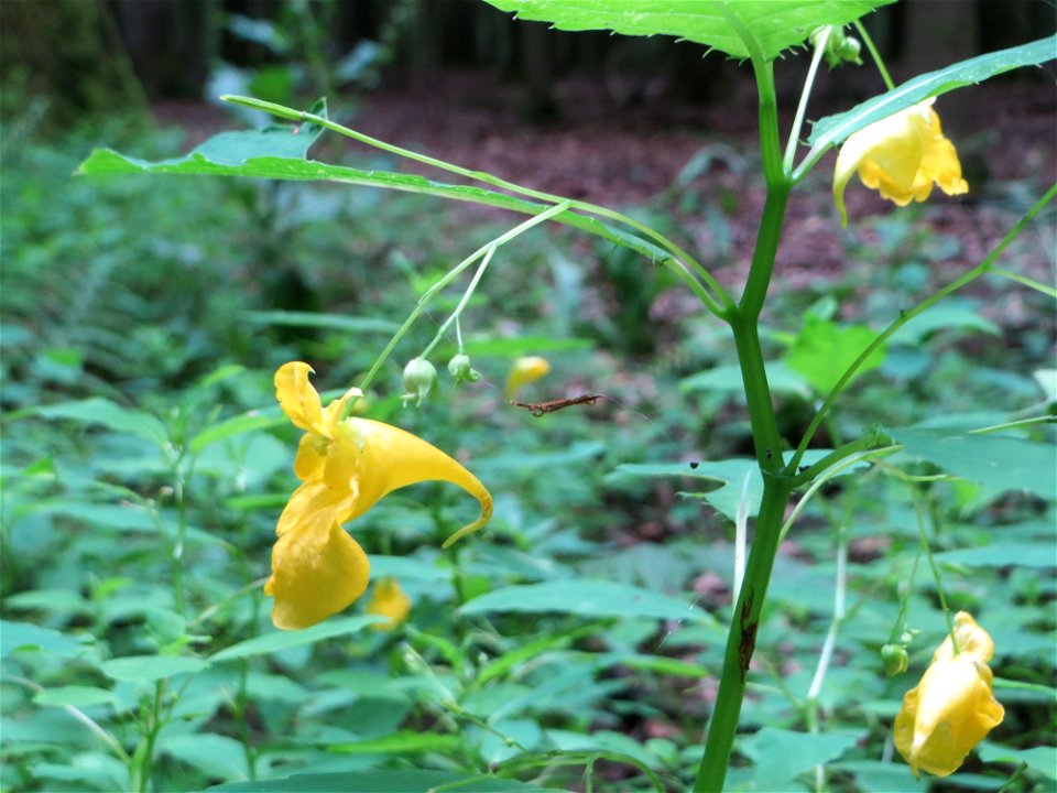 Großes Springkraut (Impatiens noli-tangere) im Naturschutzgebiet „Steinbachtal / Netzbachtal“