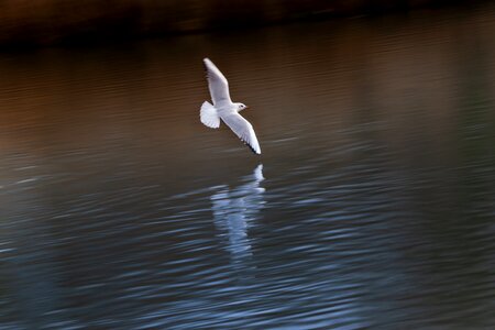 Panning lake flight