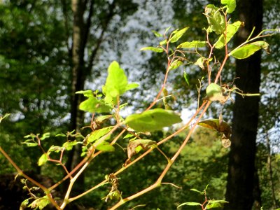 Großes Springkraut oder Rühr-mich-nicht-an (Impatiens noli-tangere) im Deutschmühlental in Alt-Saarbrücken