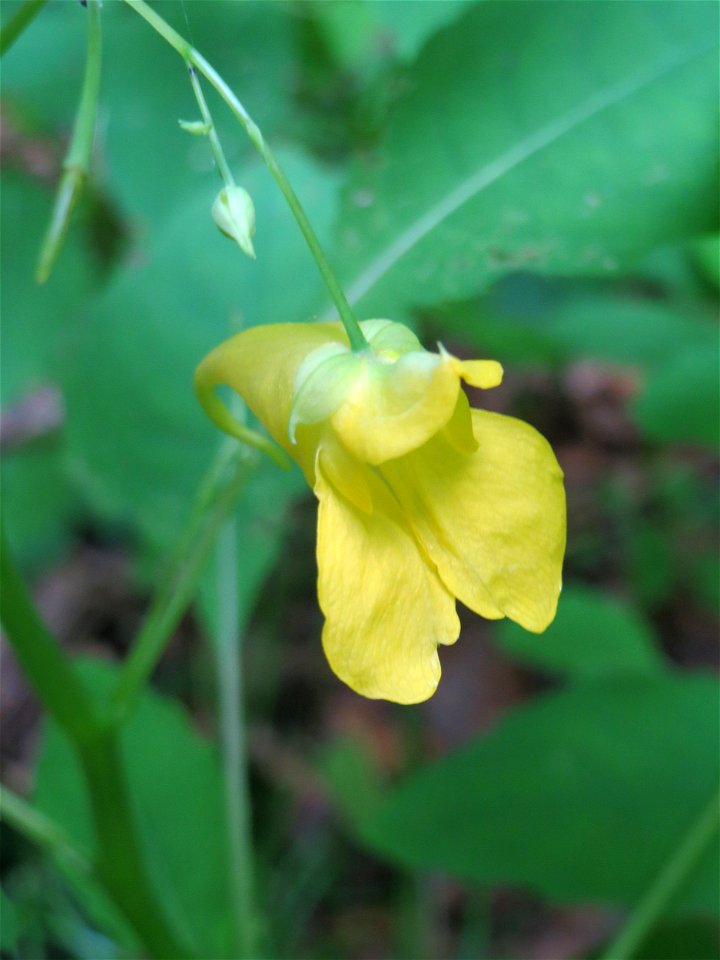 Großes Springkraut (Impatiens noli-tangere) im Naturschutzgebiet „Steinbachtal / Netzbachtal“