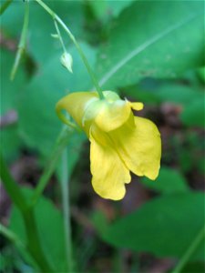Großes Springkraut (Impatiens noli-tangere) im Naturschutzgebiet „Steinbachtal / Netzbachtal“