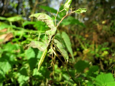 Großes Springkraut oder Rühr-mich-nicht-an (Impatiens noli-tangere) im Deutschmühlental in Alt-Saarbrücken