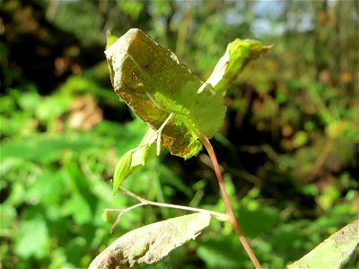 Großes Springkraut oder Rühr-mich-nicht-an (Impatiens noli-tangere) im Deutschmühlental in Alt-Saarbrücken - im Unterschied zum häufigeren Kleinen Springkraut (Impatiens parviflora) finden sich die Bl