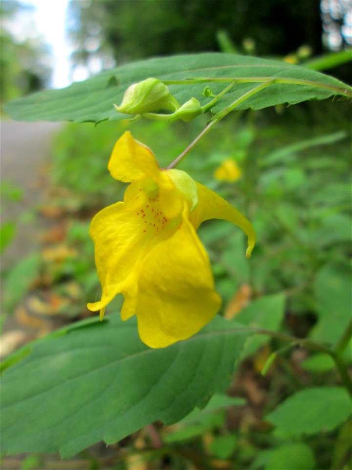 Großes Springkraut oder Rühr-mich-nicht-an (Impatiens noli-tangere) nahe der Maischquelle bei Kennfus