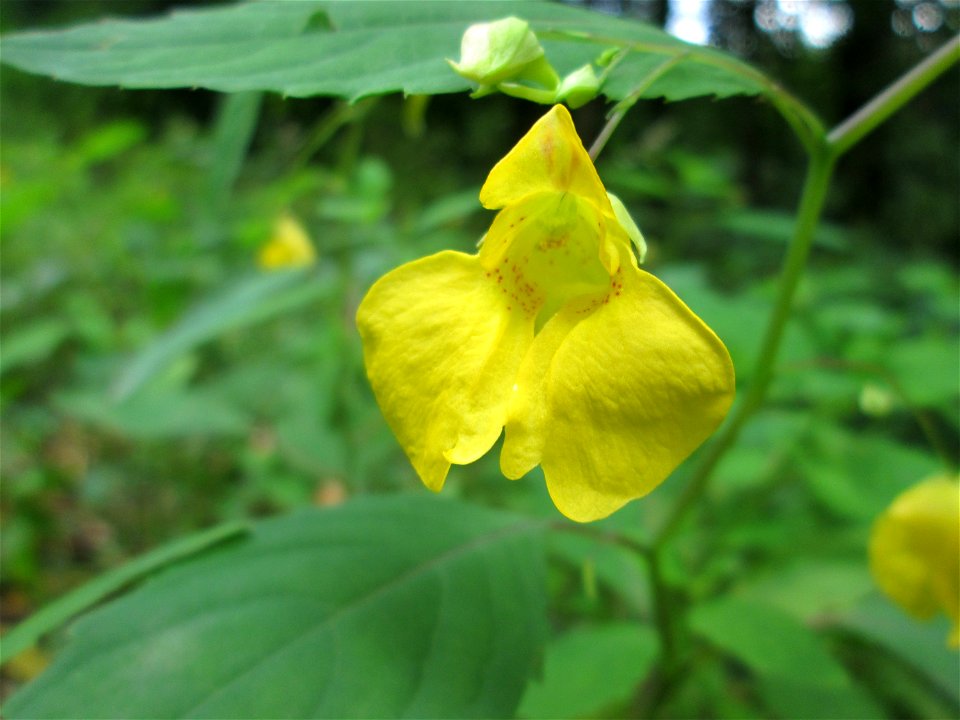Großes Springkraut oder Rühr-mich-nicht-an (Impatiens noli-tangere) nahe der Maischquelle bei Kennfus