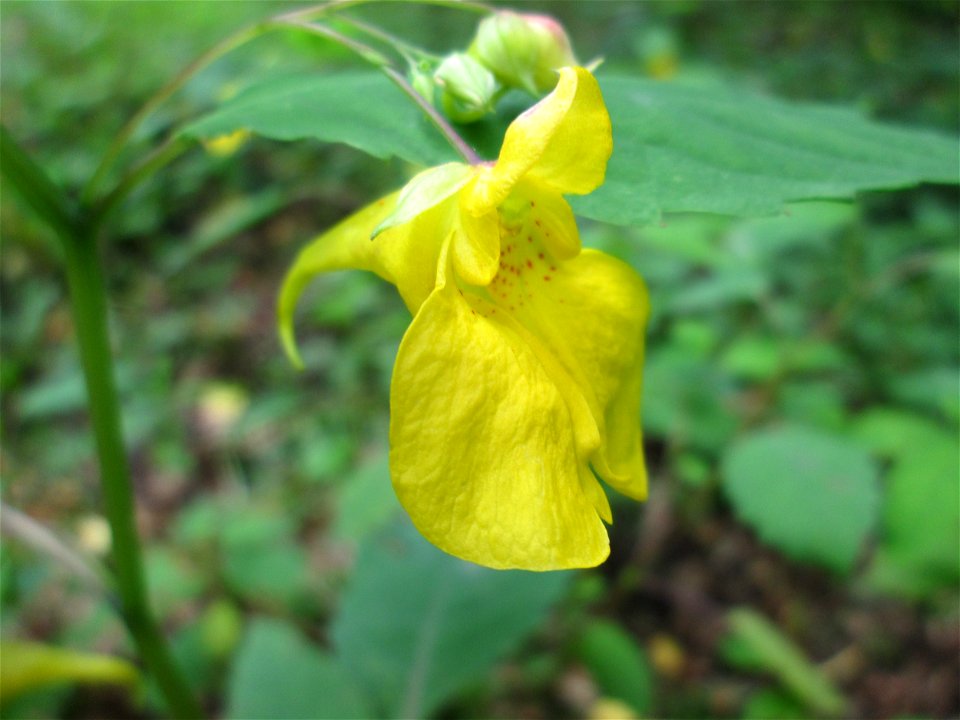 Großes Springkraut oder Rühr-mich-nicht-an (Impatiens noli-tangere) nahe der Maischquelle bei Kennfus