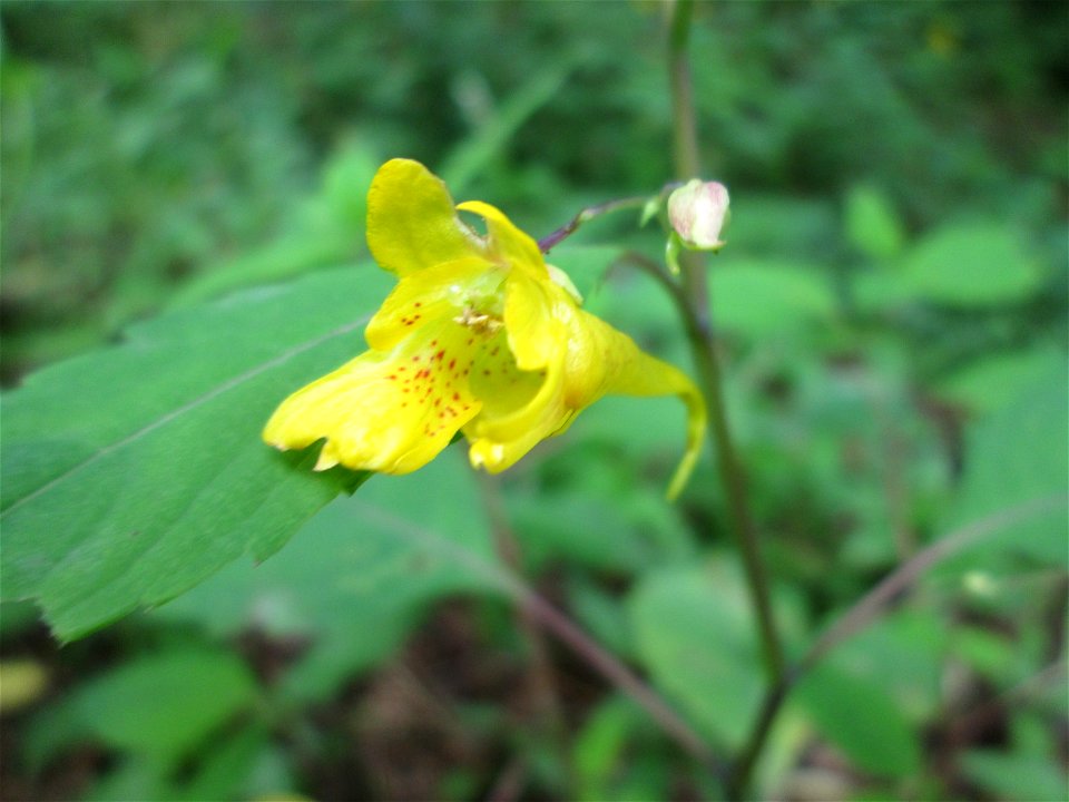 Großes Springkraut oder Rühr-mich-nicht-an (Impatiens noli-tangere) nahe der Maischquelle bei Kennfus