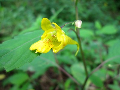 Großes Springkraut oder Rühr-mich-nicht-an (Impatiens noli-tangere) nahe der Maischquelle bei Kennfus