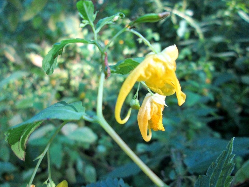 Großes Springkraut oder Rühr-mich-nicht-an (Impatiens noli-tangere) im Wald bei Ensheim