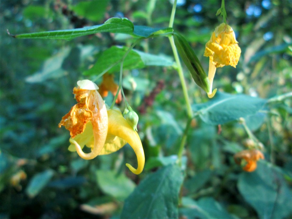 Großes Springkraut oder Rühr-mich-nicht-an (Impatiens noli-tangere) im Wald bei Ensheim