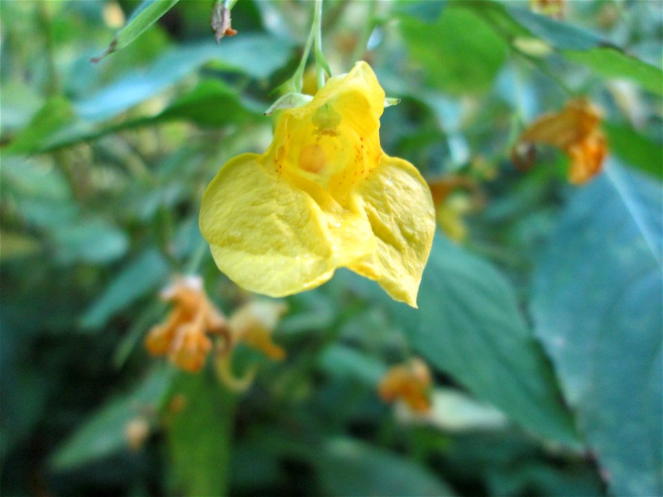 Großes Springkraut oder Rühr-mich-nicht-an (Impatiens noli-tangere) im Wald bei Ensheim