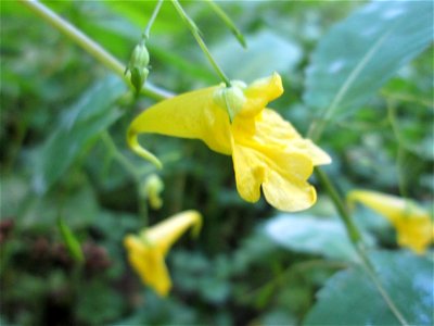Großes Springkraut oder Rühr-mich-nicht-an (Impatiens noli-tangere) auf der Hirschwiese im Landschaftschutzgebiet „Halberg“ bei Brebach