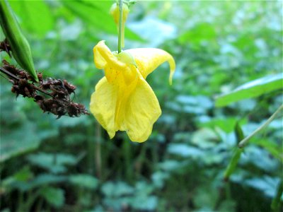 Großes Springkraut oder Rühr-mich-nicht-an (Impatiens noli-tangere) auf der Hirschwiese am Halberg bei Brebach