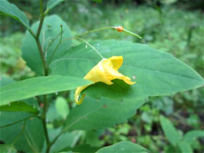 Großes Springkraut oder Rühr-mich-nicht-an (Impatiens noli-tangere) auf der Hirschwiese im Landschaftschutzgebiet „Halberg“ bei Brebach