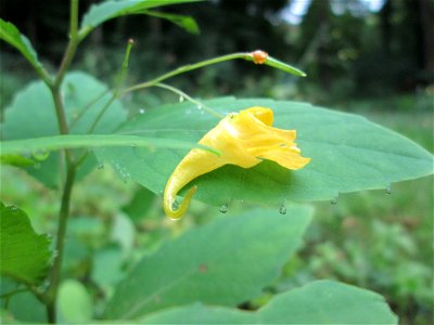 Großes Springkraut oder Rühr-mich-nicht-an (Impatiens noli-tangere) auf der Hirschwiese im Landschaftschutzgebiet „Halberg“ bei Brebach