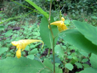 Großes Springkraut oder Rühr-mich-nicht-an (Impatiens noli-tangere) auf der Hirschwiese im Landschaftschutzgebiet „Halberg“ bei Brebach