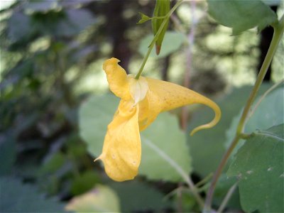This photo shows a flower of Impatiens noli-tangere