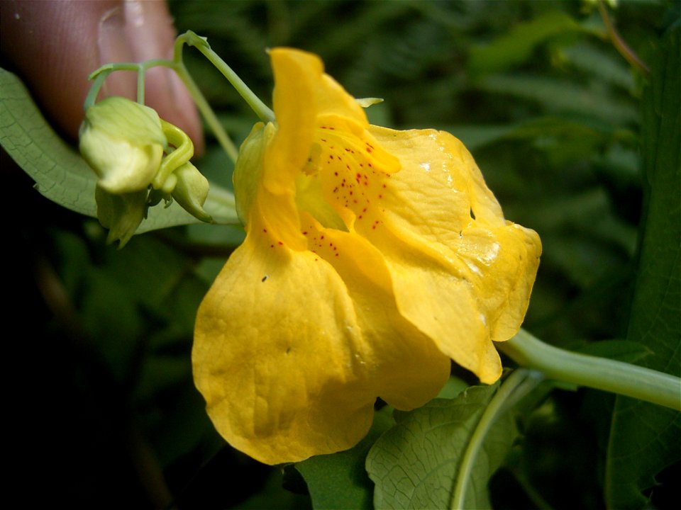 This photo shows a flower of Impatiens noli-tangere