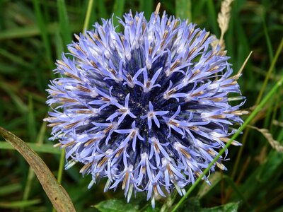 Close up echinops composites photo