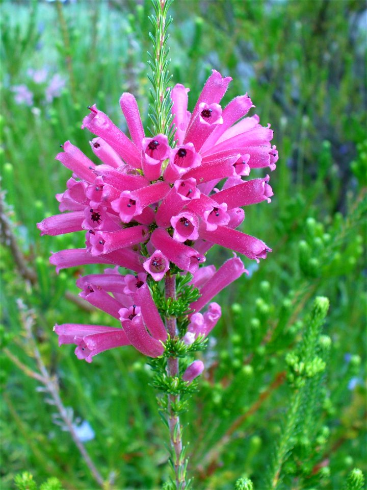 Eerica verticillata