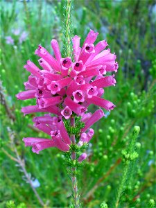 Eerica verticillata