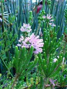Erica verticillata plant detail