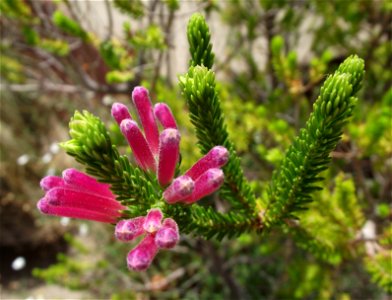 Erica verticillata in the Water Conservation Garden at Cuyamaca College, El Cajon, California, USA. Identified by sign.