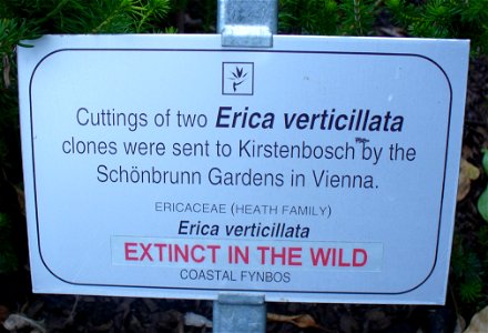 Erica verticillata