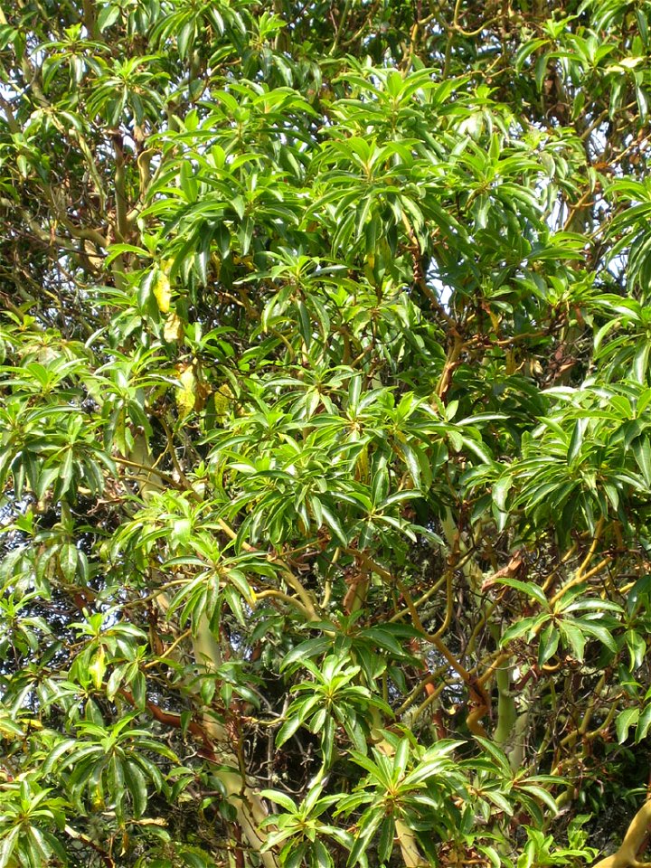 Arbutus canariensis. Madroño canario en la Gomera.