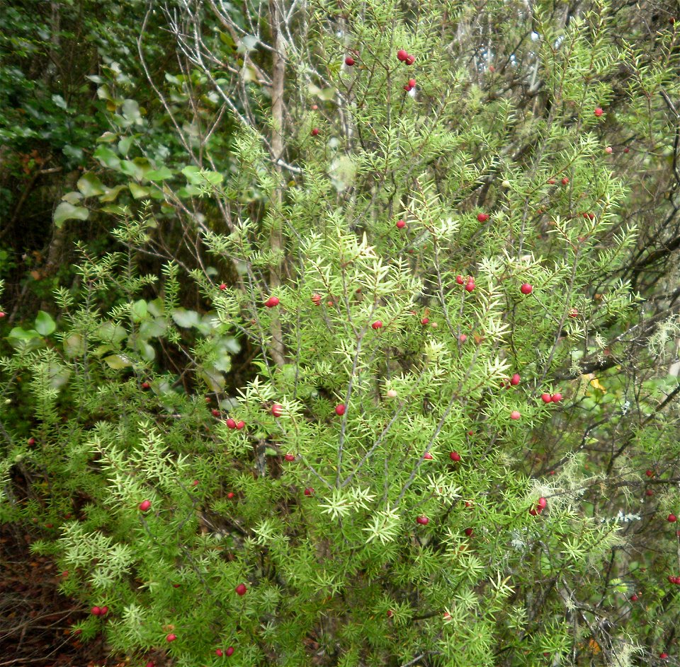 Leptecophylla juniperina, or prickly mingimingi shown with red fruit in Upper Hutt, New Zealand.