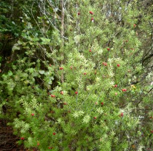 Leptecophylla juniperina, or prickly mingimingi shown with red fruit in Upper Hutt, New Zealand.