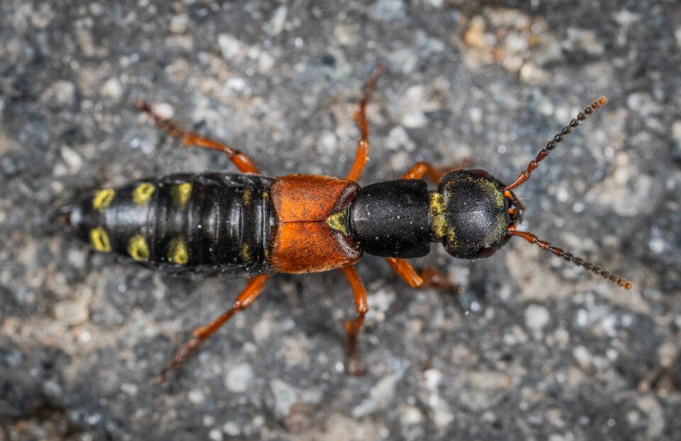 Insect macro Free photos